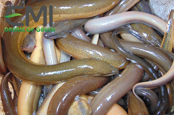 Bệnh tuyến trùng ở lươn