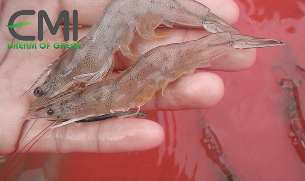 bệnh đục cơ cong thân ở tôm