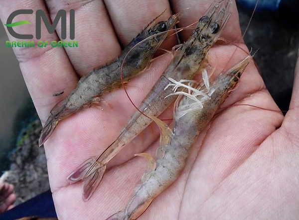 Bệnh tôm còi và chậm lớn