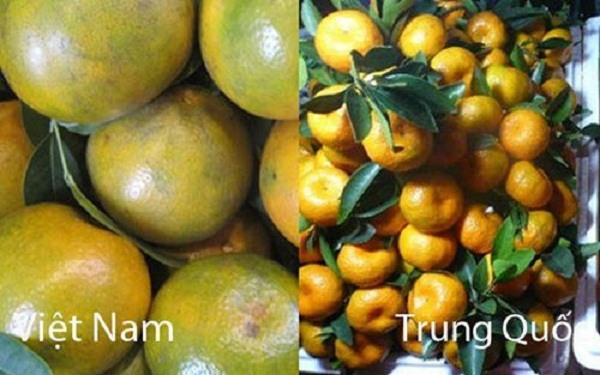 so sánh quýt trung quốc và quýt việt nam