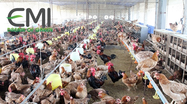 Mô hình chăn nuôi gà thành công