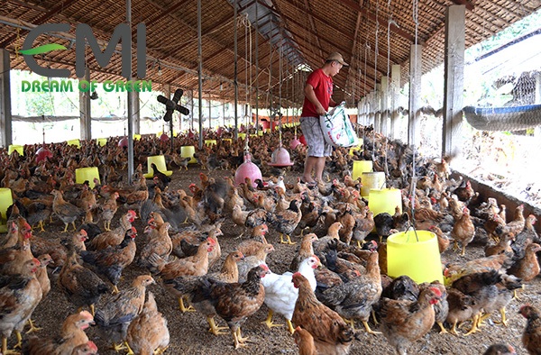 Mô hình chăn nuôi gà thành công