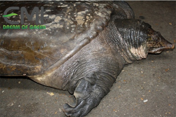 Ba ba bị bệnh nấm thủy mi Ba ba bị bệnh nấm thủy mi