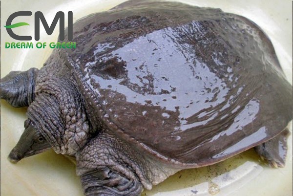 Ba ba bị bệnh cổ đỏ