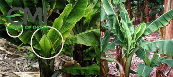 những biểu hiện khi cây mắc bệnh chùn đọt chuối