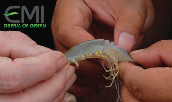 bệnh do vi khuẩn Vibrio gây ra ở tôm bệnh do vi khuẩn Vibrio gây ra ở tôm