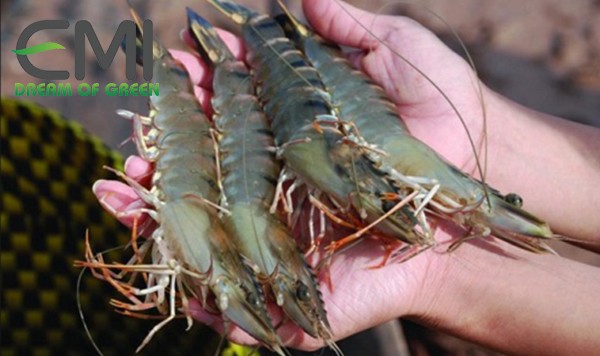 bệnh do vi khuẩn Vibrio gây ra ở tôm bệnh do vi khuẩn Vibrio gây ra ở tôm