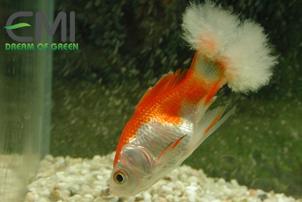 Cá Koi bị bệnh nấm thủy mi