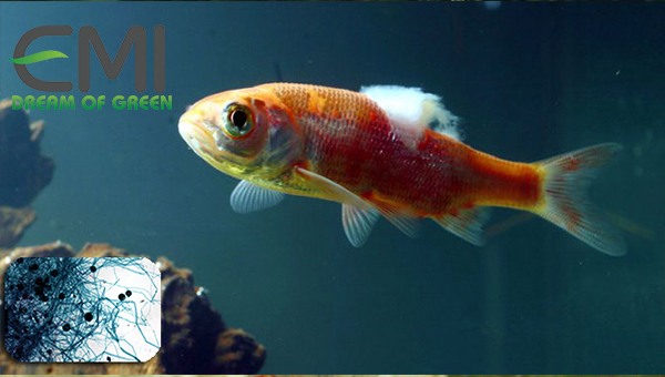 Cá Koi bị bệnh nấm thủy mi