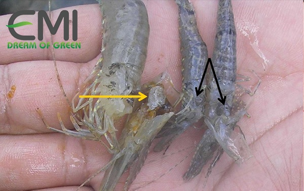 bệnh do vi khuẩn dạng sợi gây ra ở tôm bệnh do vi khuẩn dạng sợi gây ra ở tôm