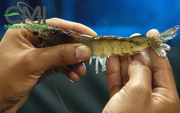 bệnh do vi khuẩn dạng sợi gây ra ở tôm bệnh do vi khuẩn dạng sợi gây ra ở tôm