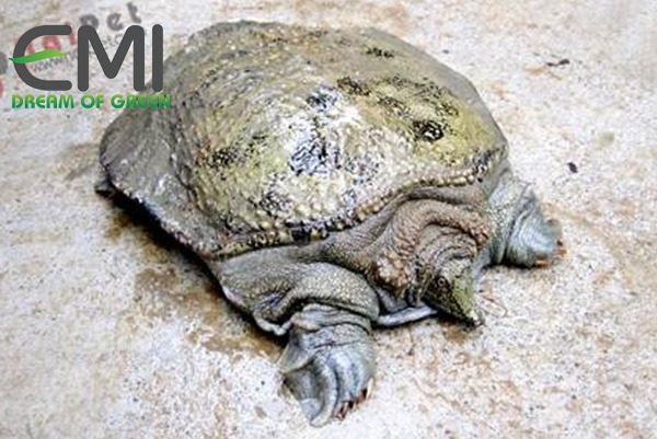 Ba ba bị bệnh viêm loét do vi khuẩn Ba ba bị bệnh viêm loét do vi khuẩn