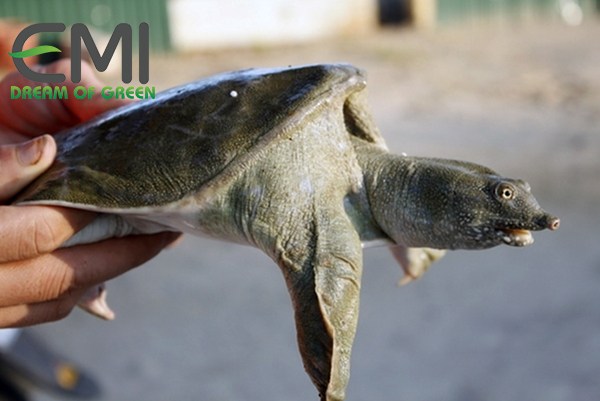 Ba ba bị bệnh viêm loét do vi khuẩn Bệnh viêm loét do vi khuẩn ở ba ba