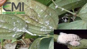 Cách phòng trị rệp sáp hại cây hồ tiêu