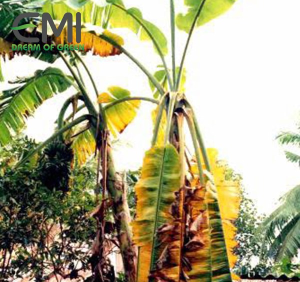 Các triệu chứng do bệnh héo rũ trên cây chuối gây ra Các triệu chứng do bệnh héo rũ trên cây chuối gây ra