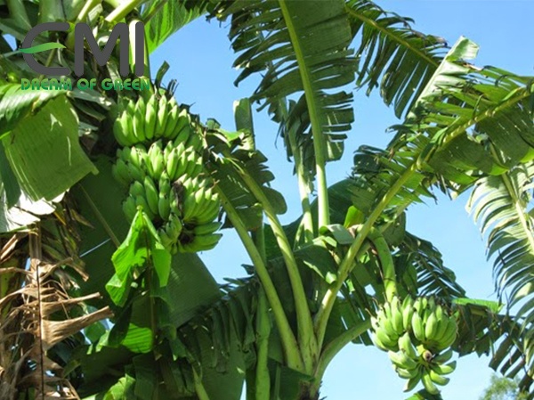 Cách phòng ngừa bệnh héo rũ Panama trên cây chuối Cách phòng ngừa bệnh héo rũ Panama trên cây chuối