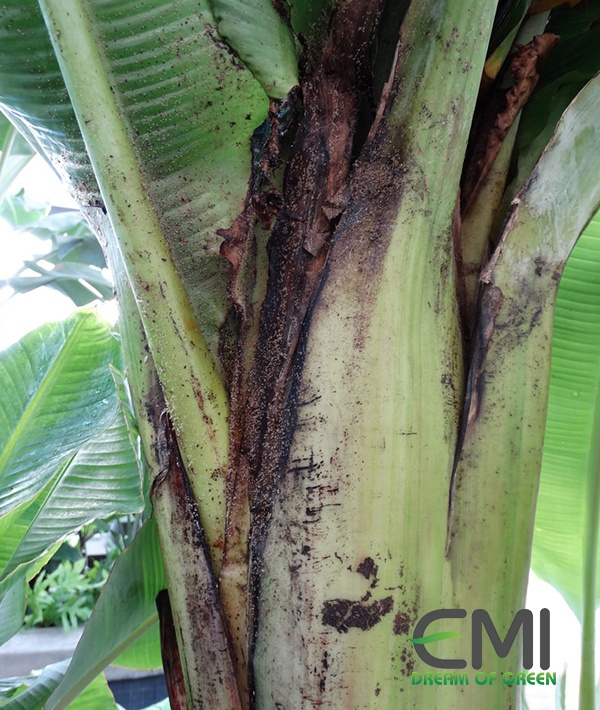 Cách phòng bệnh không cho nấm phấn đen phát triển Cách phòng bệnh không cho nấm phấn đen phát triển