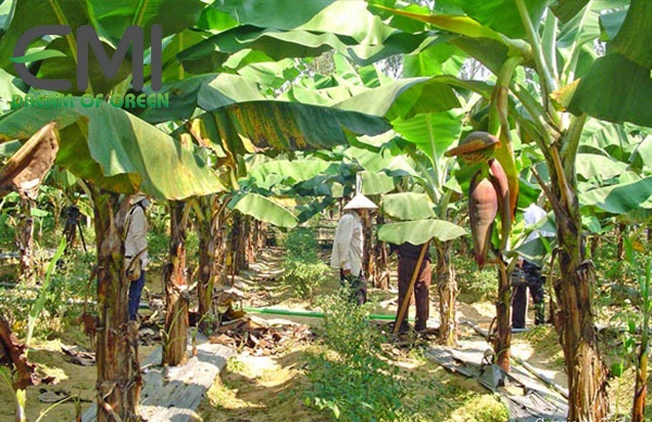 bệnh nấm phấn đen trên cây chuối bệnh nấm phấn đen trên cây chuối