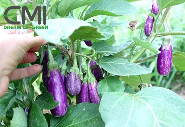 Cà tím bij bọ phấn trằng xâm hại Cà tím bij bọ phấn trằng xâm hại