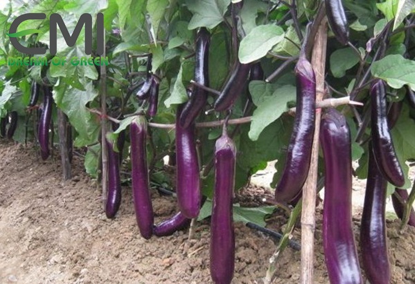 Cách tiêu diệt bọ phấn trắng xâm hại trên cây cà tím Cách tiêu diệt bọ phấn trắng xâm hại trên cây cà tím