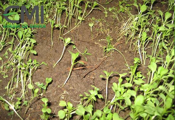 Dấu hiệu phát hiện bệnh chết cây con trên cây cải ngọt Dấu hiệu phát hiện bệnh chết cây con trên cây cải ngọt