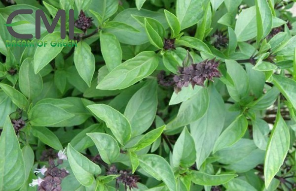 Cách khắc phục bệnh đốm lá trên cây rau húng quế Cách khắc phục bệnh đốm lá trên cây rau húng quế