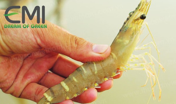 bệnh mềm vỏ ở tôm