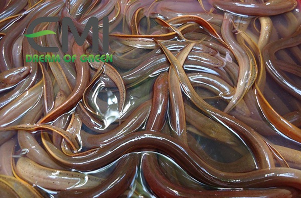 Lươn bị bệnh nát đuôi