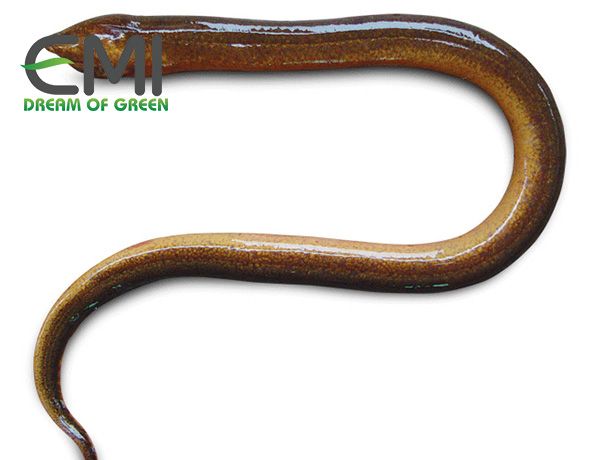 Lươn bị mắc bệnh xuất huyết Lươn bị mắc bệnh xuất huyết