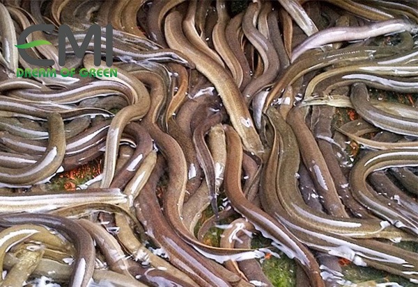 Lươn bị mắc bệnh xuất huyết Lươn bị mắc bệnh xuất huyết