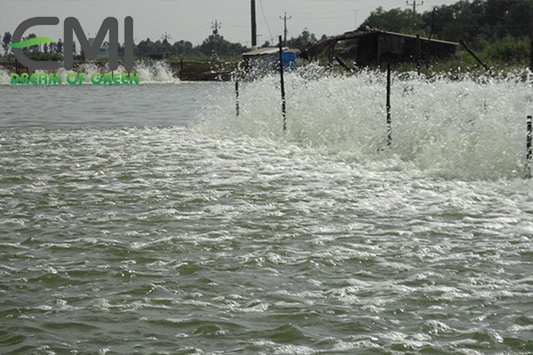 Ao nuôi cá nước ngọt