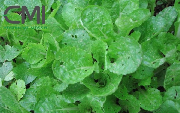 Tác hại của ruồi đục lá trên cây cải ngọt Tác hại của ruồi đục lá trên cây cải ngọt