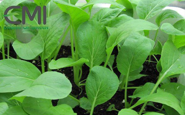 Cách ngăn ngừa ruồi đục lá xâm hại trên cây cải ngọt Cách ngăn ngừa ruồi đục lá xâm hại trên cây cải ngọt