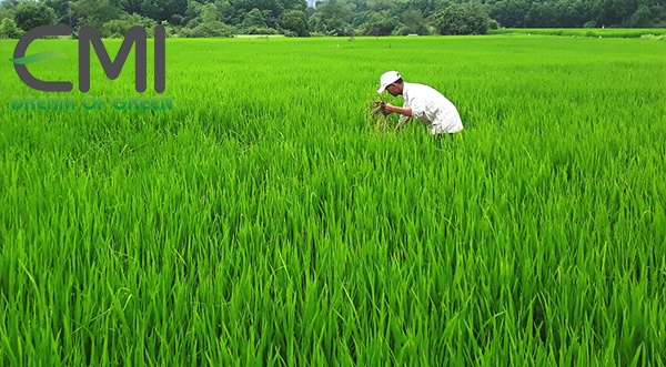Cách phòng ngừa sâu cuốn lá xâm hại lúa Cách phòng ngừa sâu cuốn lá xâm hại lúa