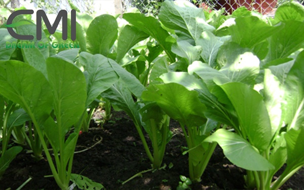 Cách tiêu diệt sâu khoang xâm hại trên cây cải ngọt