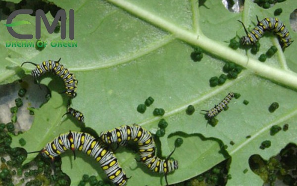 Dấu hiệu phát hiện sâu khoang xâm hại trên cây cải ngọt