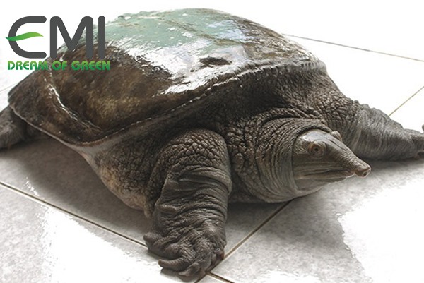 Ba ba bị bệnh ghẻ lở ở cổ Ba ba bị bệnh ghẻ lở ở cổ