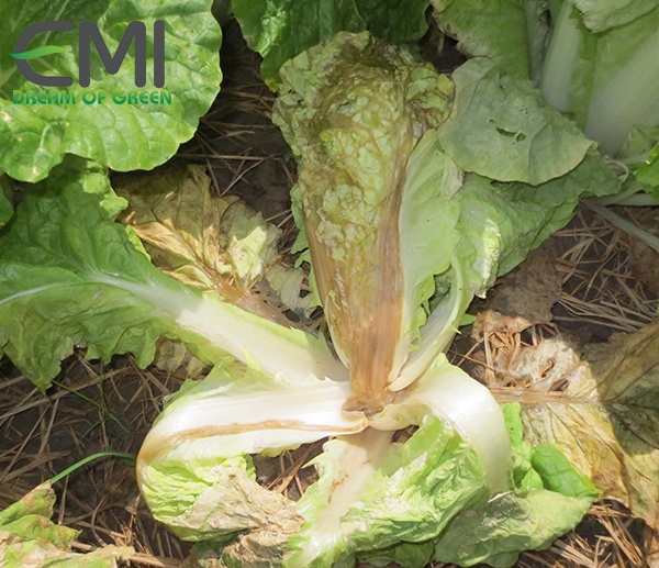 Dấu hiệu phát hiện bệnh thối nhũn vi khuẩn trên cây rau xà lách Dấu hiệu phát hiện bệnh thối nhũn vi khuẩn trên cây rau xà lách