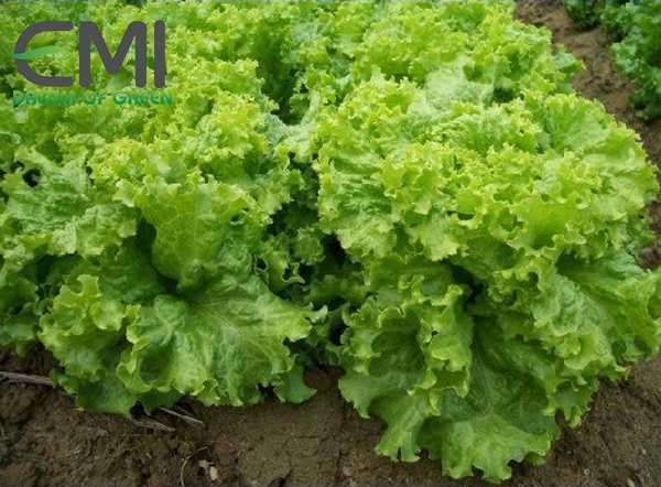 Cách khắc phục rau xà lách khi bị bệnh thối nhũn Cách khắc phục rau xà lách khi bị bệnh thối nhũn