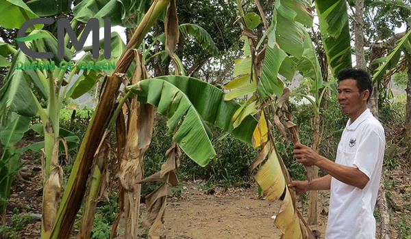 tác hại của sâu đục thân trên cây chuối tác hại của sâu đục thân trên cây chuối