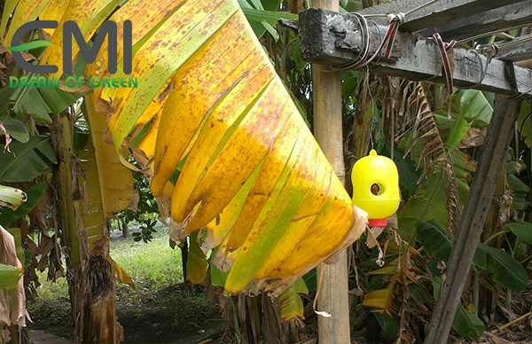 Tác nhân gây hại bệnh cháy lá gây hại trên cây chuối Tác nhân gây hại bệnh cháy lá gây hại trên cây chuối