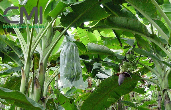 Các biện phấp phòng ngừa bệnh cháy lá hại chuối Các biện phấp phòng ngừa bệnh cháy lá hại chuối