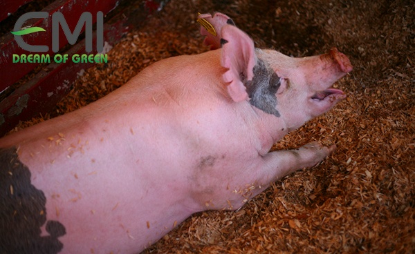 Đa số lợn đều không khỏe