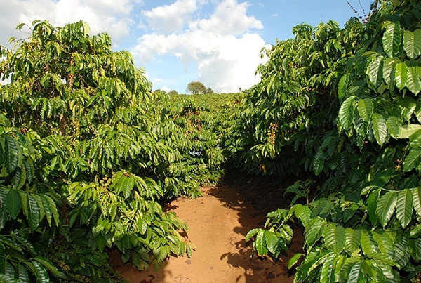 cây cà phê