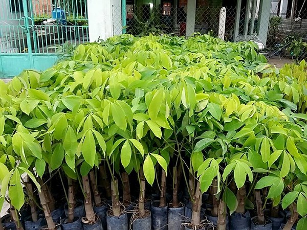 cây cao su cây cao su