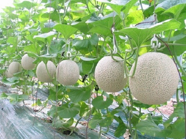 cây dưa lưới