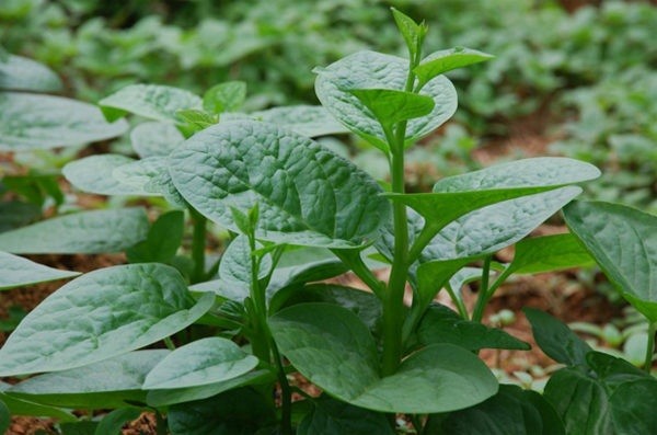 cây mồng tơi cây mồng tơi