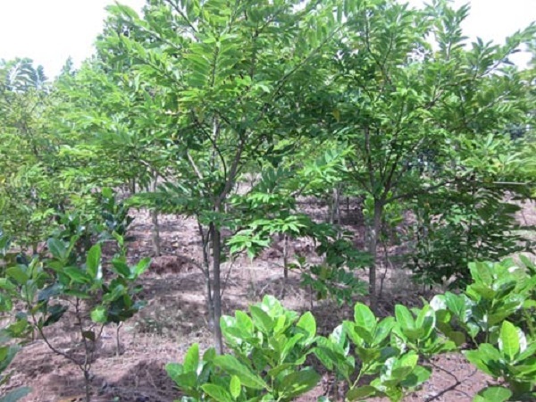 kiến thức về cây na