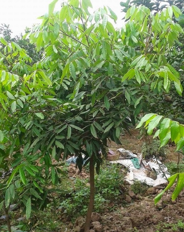 cây nhãn