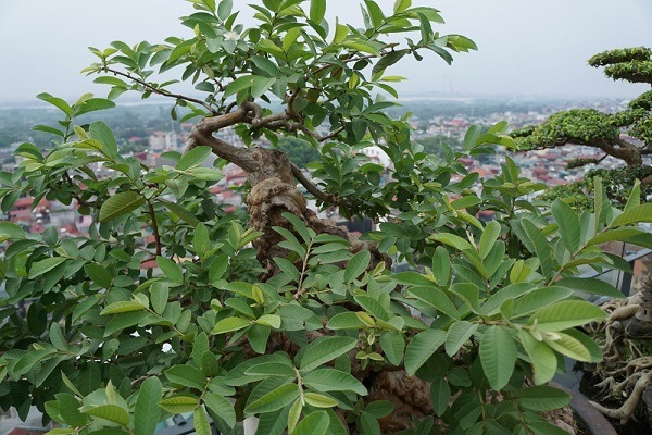 cây ổi